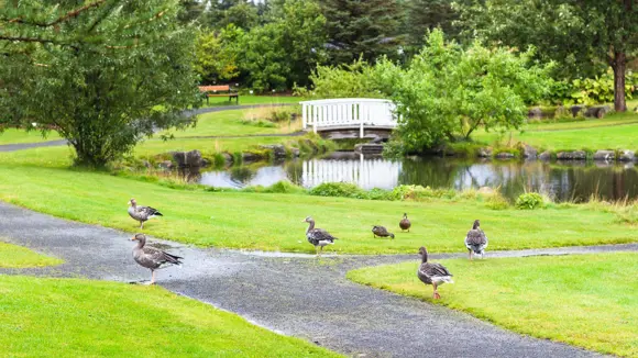 Geese wandering the path near a pond and bridge at Grasagarður Botanical Garden.