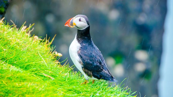 A puffin on the grass seen in Iceland.