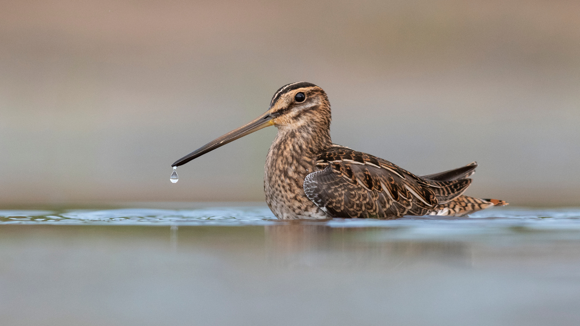 Common Snipe swimming on a lake