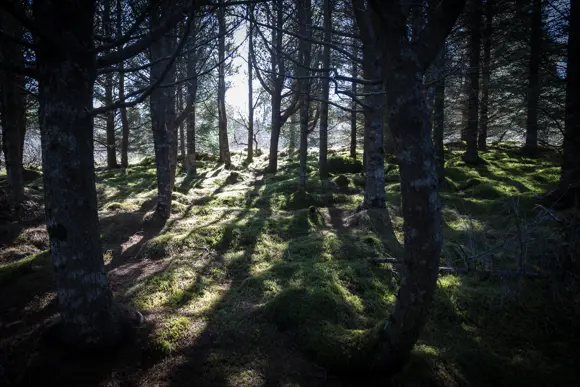 Grassy forest floor in Iceland.