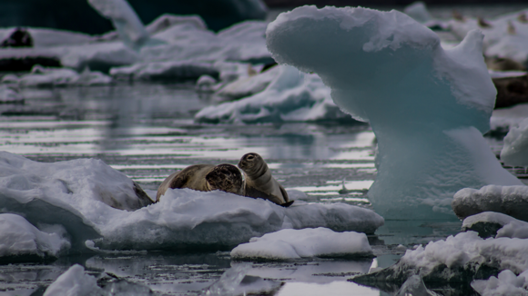 A seal and a pup laying on an iceberg in Jökulsárlón Glacier Lagoon