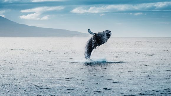 A humpback whale jumping in the waters of Iceland.