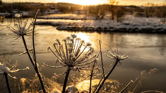 Plant life at the lakes of Heiðmörk Nature Reserve in Iceland.