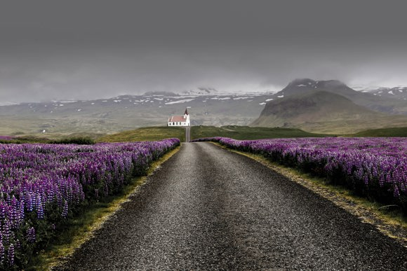 Road lined with lupins in the Westfjords, Iceland