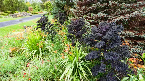 A bed of plants at Grasagarður Botanical Garden in Reykjavík.