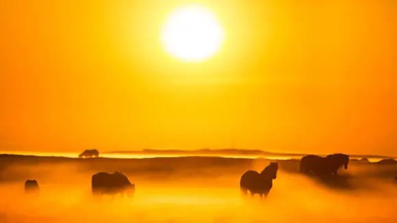 Icelandic horses under the Midnight Sun in Iceland with mist surrounding them.