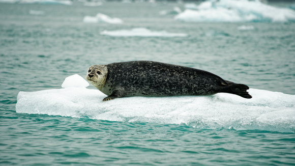 Seal floating on an iceberg at Jökulsárlón Glacier Lagoon