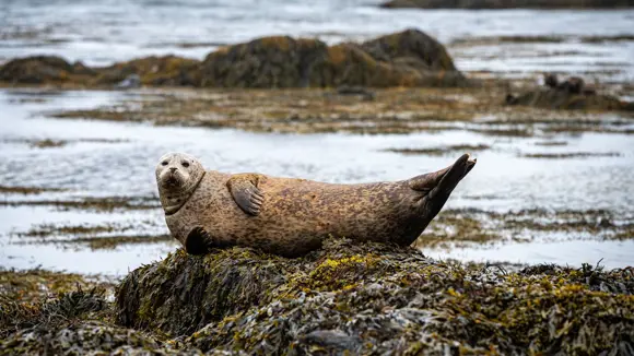 Seal basking on a rock at Ytri-Tunga beach, Iceland.