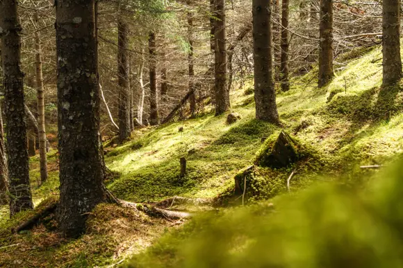 Slope of a moss-covered forest floor in Iceland.