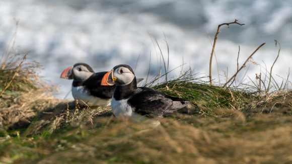 Two Atlantic puffins settled on a grassy shoreline.