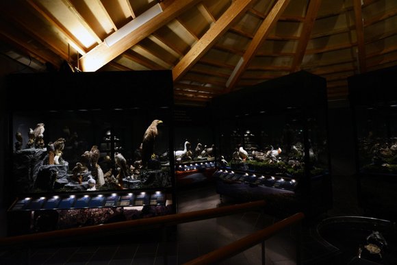 Inside Sigurgeir's Bird Museum, birds showcases in case cabinets with lights