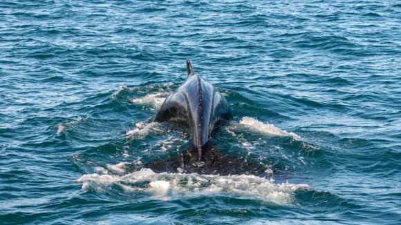 A humpback whale seen on a whale-watching tour in Iceland.