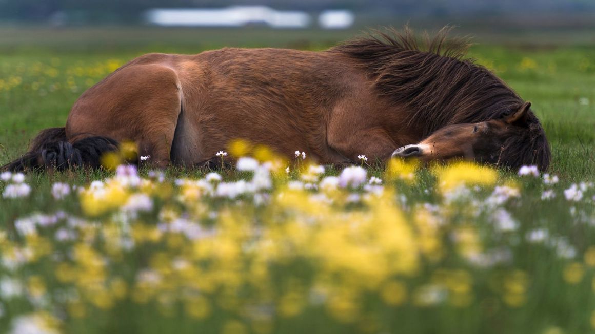 Your Guide to Visiting Iceland in Spring - Íslandshótel