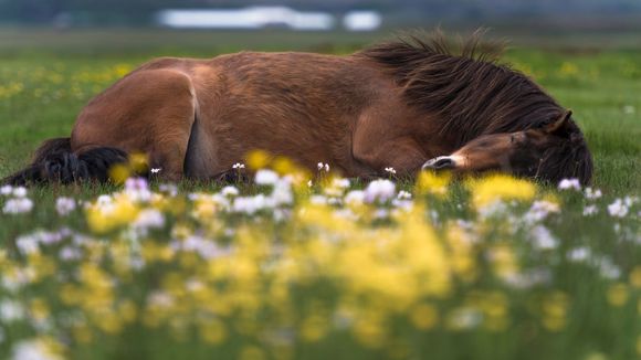 An Icelandic horse lying on a bed of flowers in Iceland. 