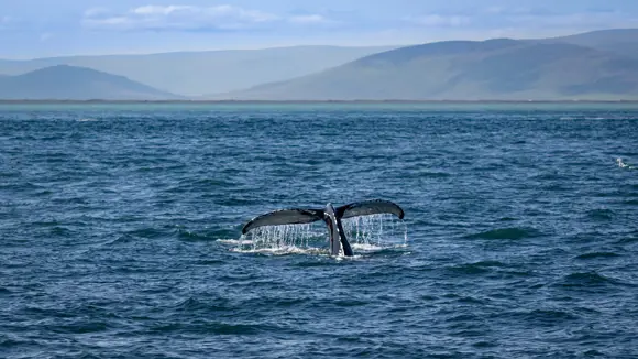 Whale’s tail breaching the surface of the ocean near Húsavík, Iceland