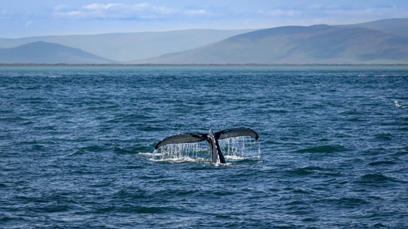Whale’s tail breaching the surface of the ocean near Húsavík, Iceland