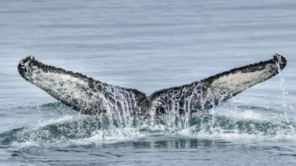 Whale’s tail breaking the surface of the water in Iceland.