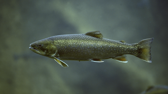 Arctic Char swimming underwater in a lake