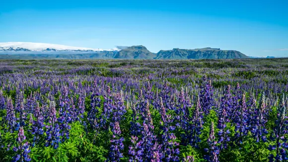 Purple Alaskan lupines blooming in Vik, Iceland.