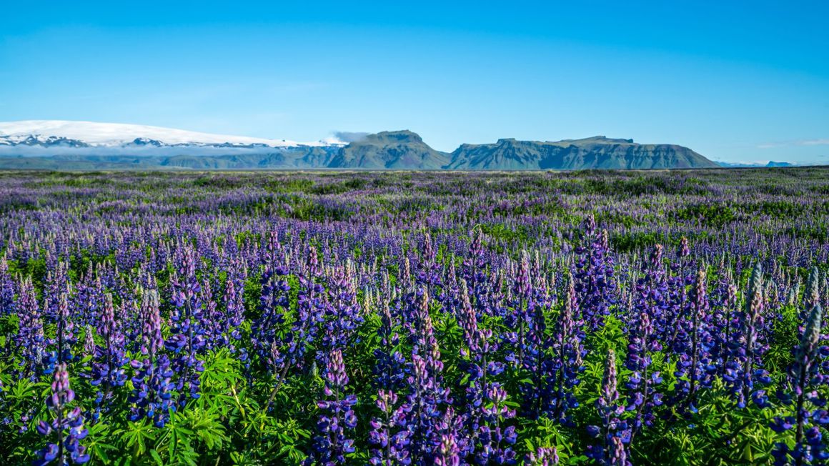 Your Guide to Visiting Iceland in Spring - Íslandshótel