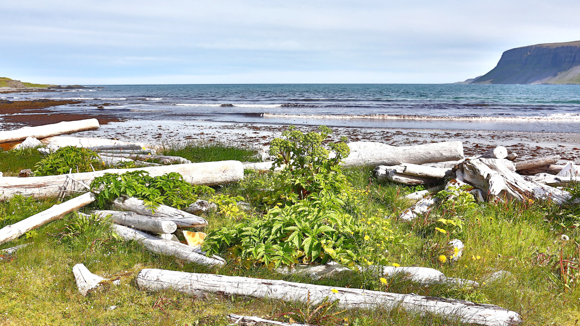 Driftwood on the coast surrounding Hornstrandir, Iceland