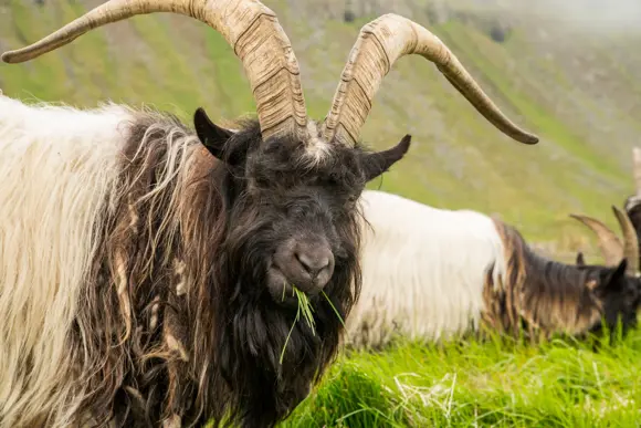 Goat Farm Iceland