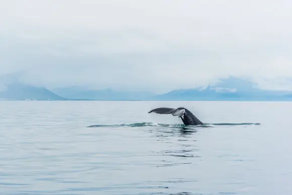 Whale watching tour