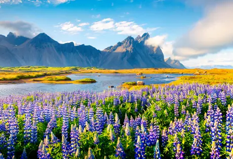 Blooming lupine flowers on the Stokksnes headland in Iceland