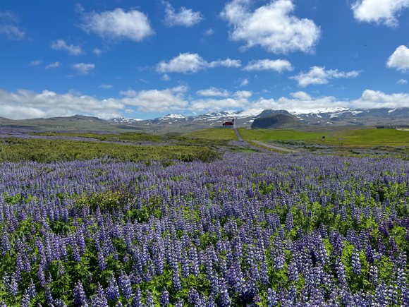  Fields of lupins beside a road in the Snæfellsjökull National Park.