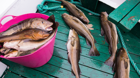 Fresh fish caught on a boat in Iceland