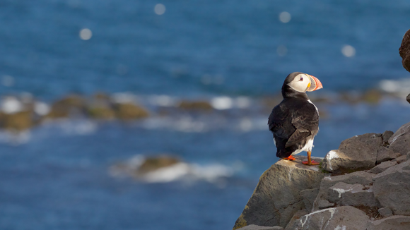 Puffin standing on a rocky outcrop of a cliffside.
