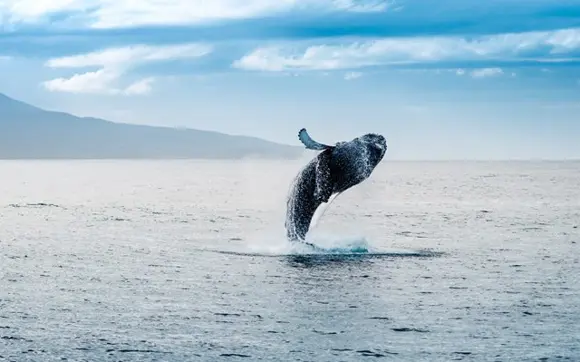 Whale Watching In Husavik